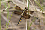 Dragonflies and Damselflies